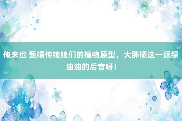 俺来也 甄嬛传娘娘们的植物原型，大胖橘这一派绿油油的后宫呀！